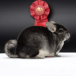 show champion chinchilla photos photographs pictures images